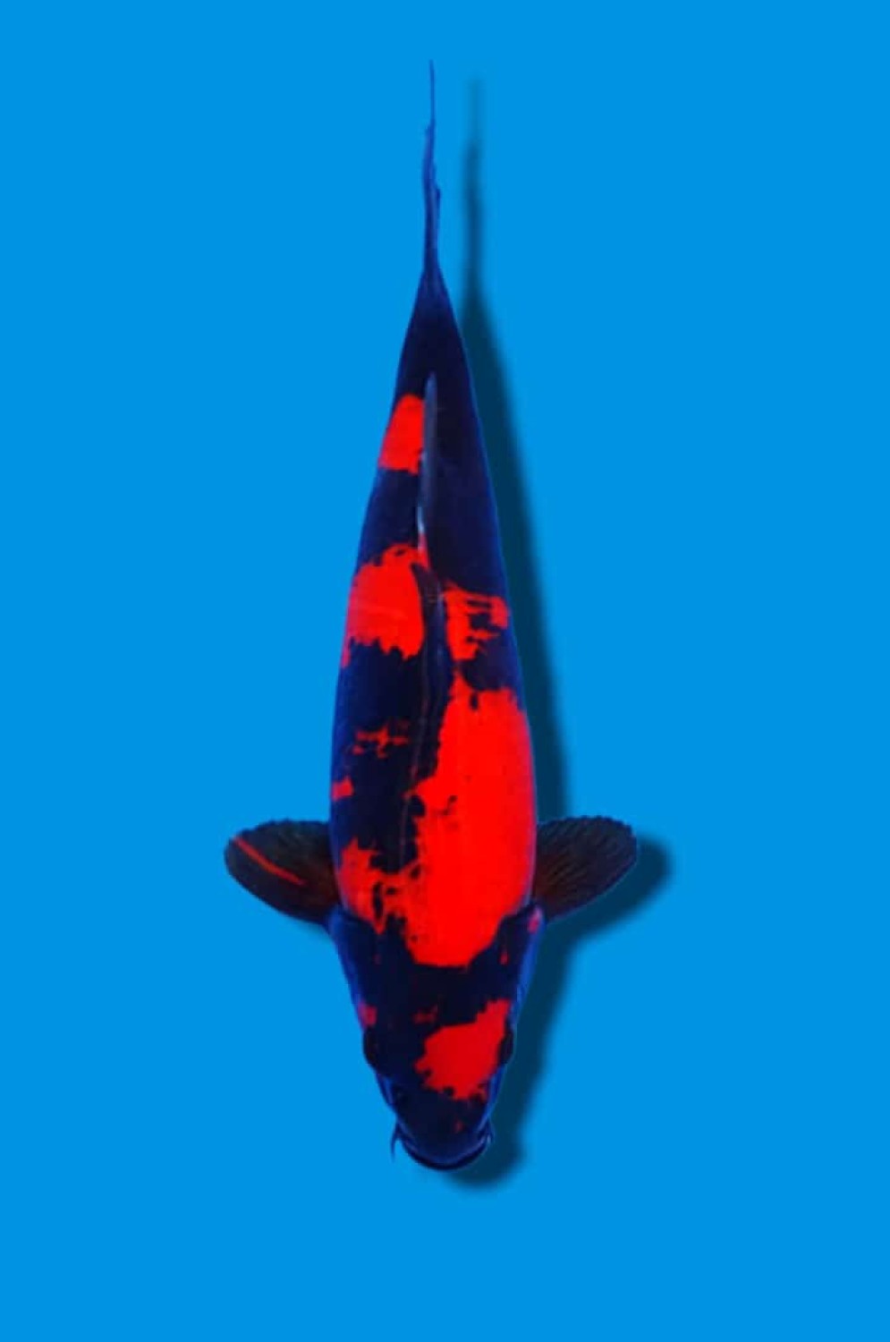 Juara 4