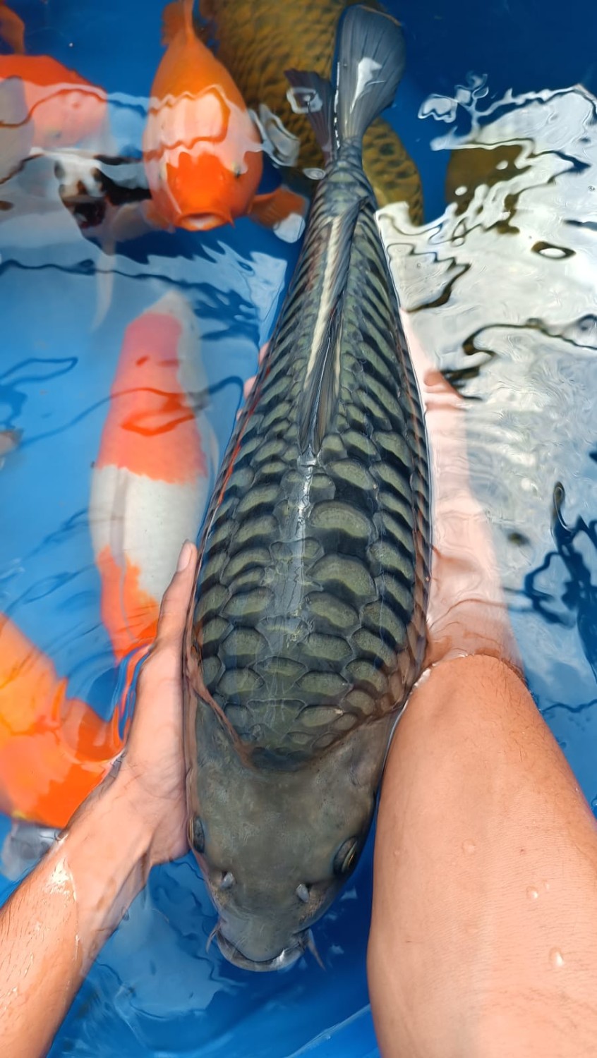Best In Size E, 46 - 50 cm