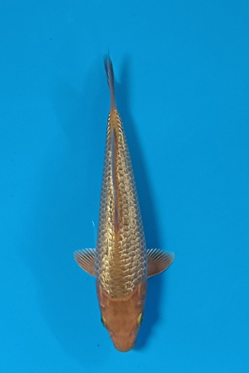 Juara 3