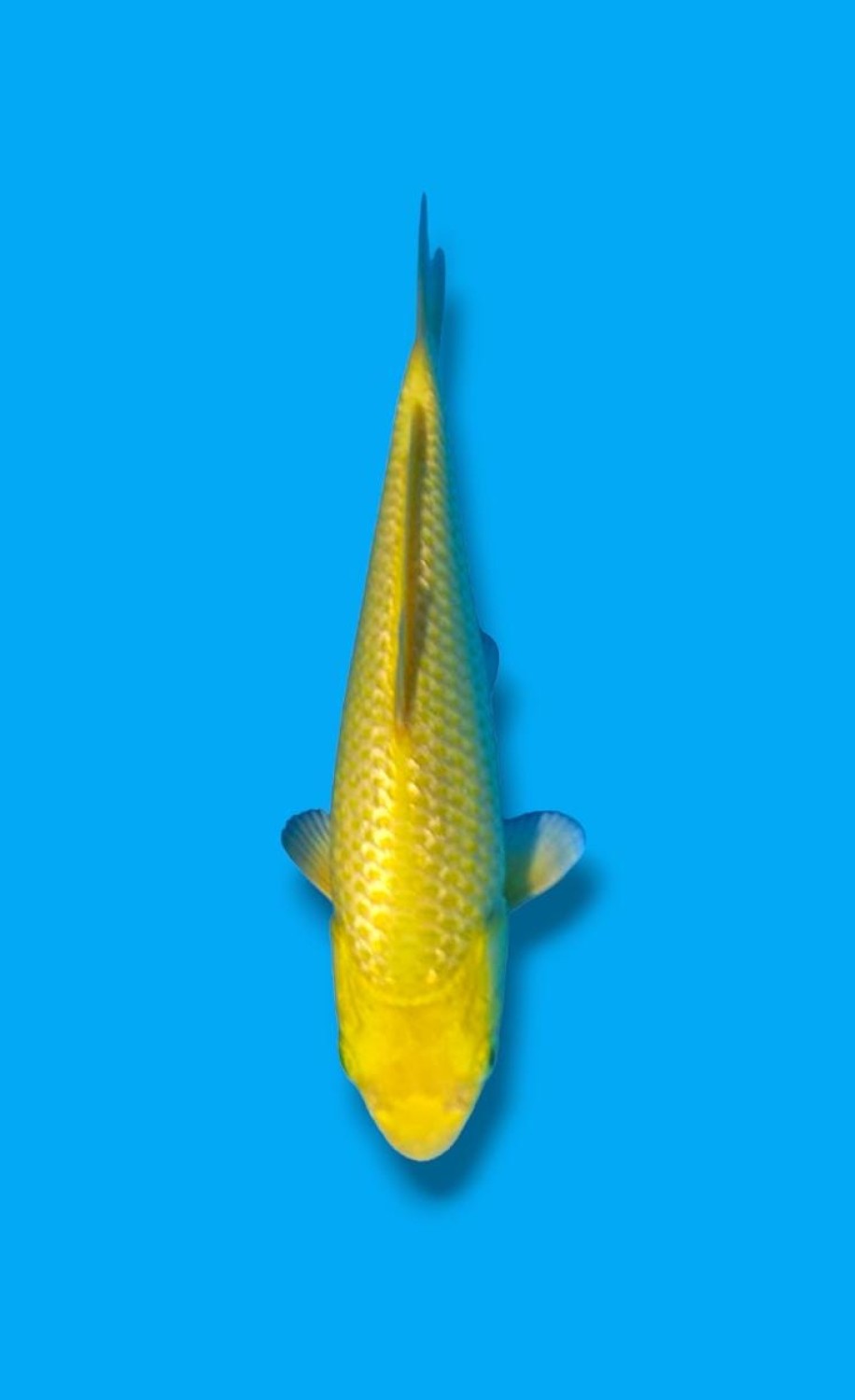 Juara 4