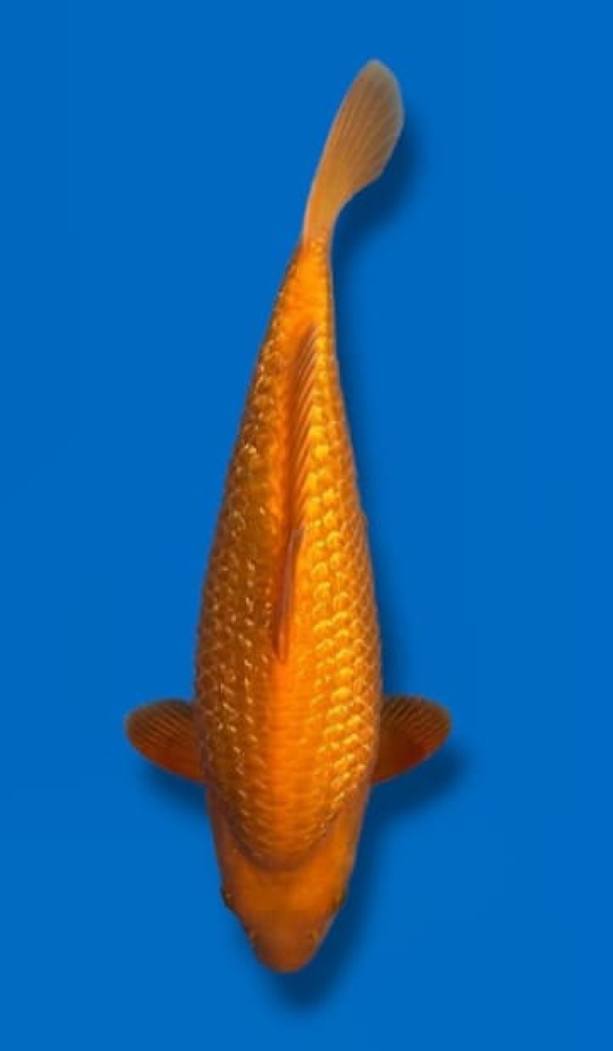 Juara 2