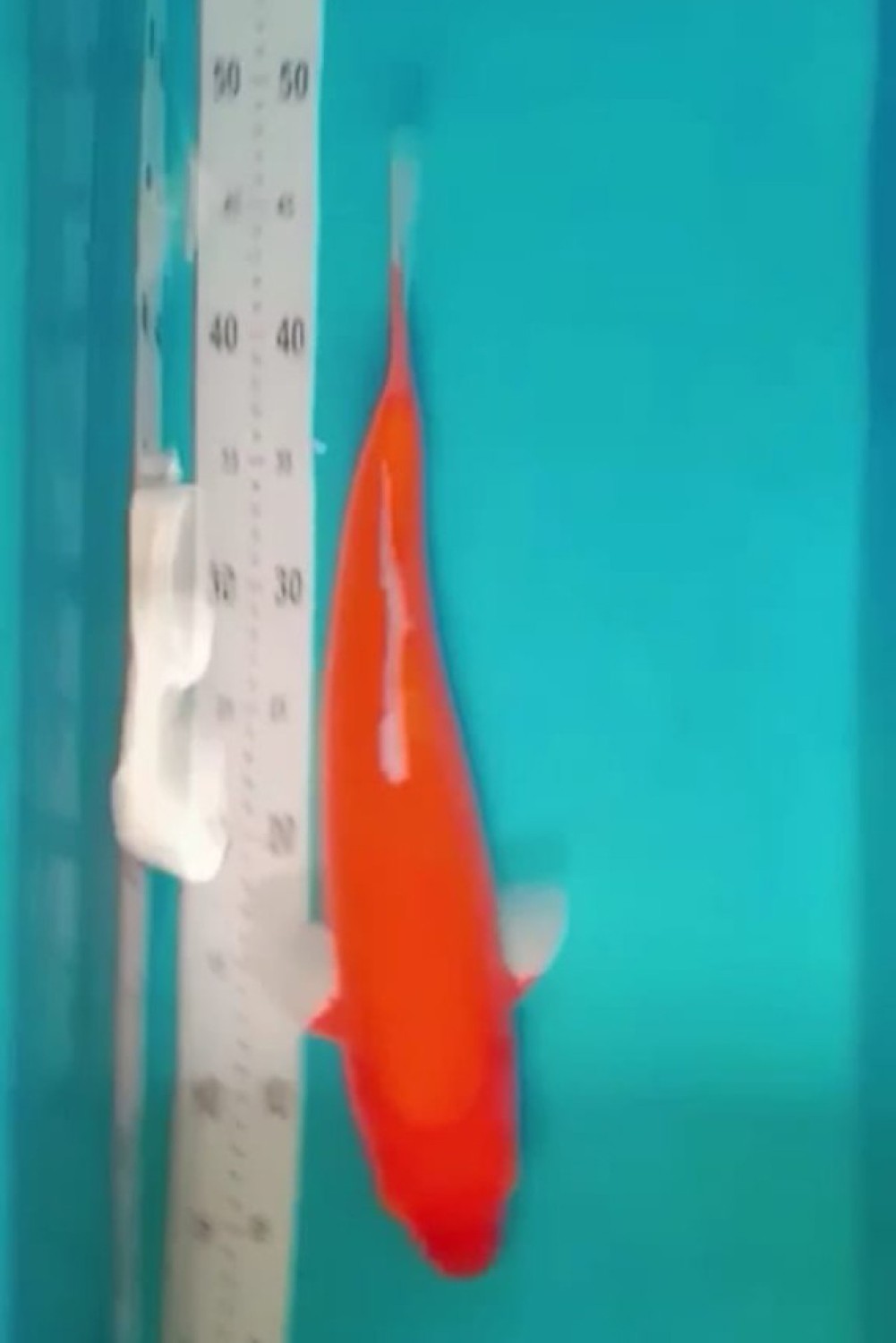 Juara 5