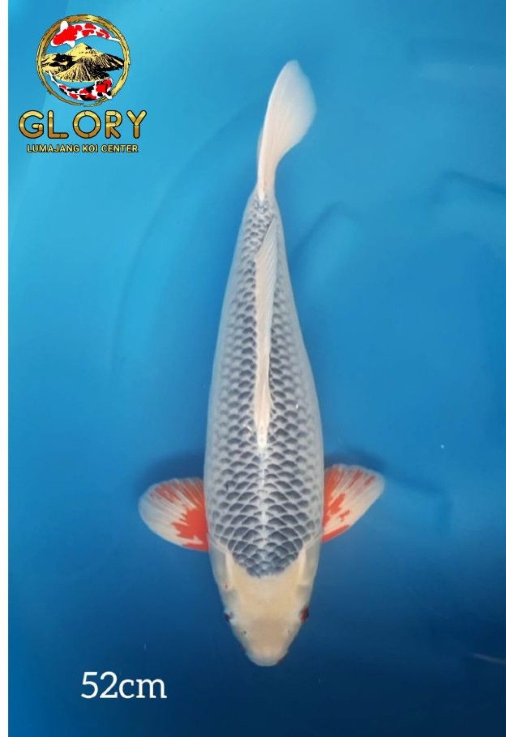 Best In Size D, 51 - 55 cm