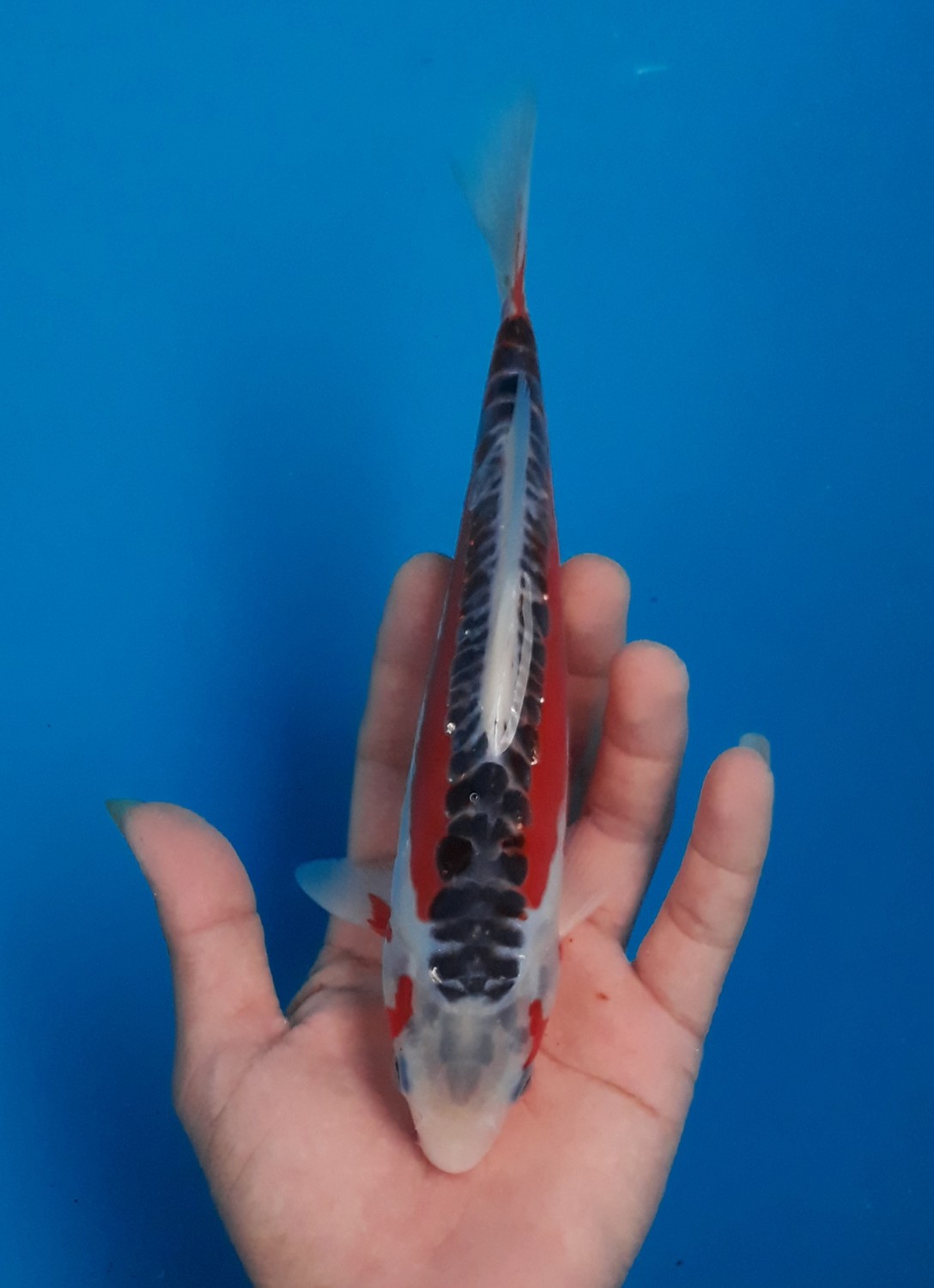Juara 1