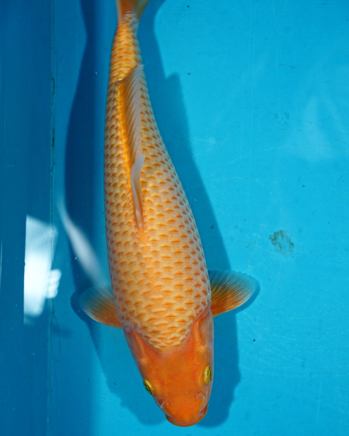 Juara 4