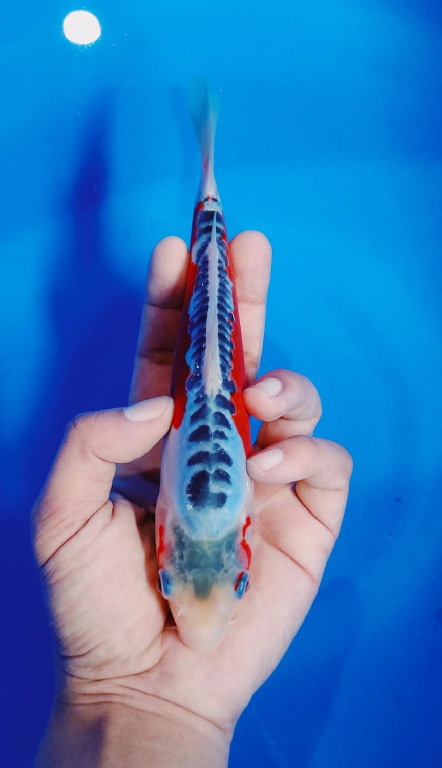 Best In Size D, 21 - 25 cm