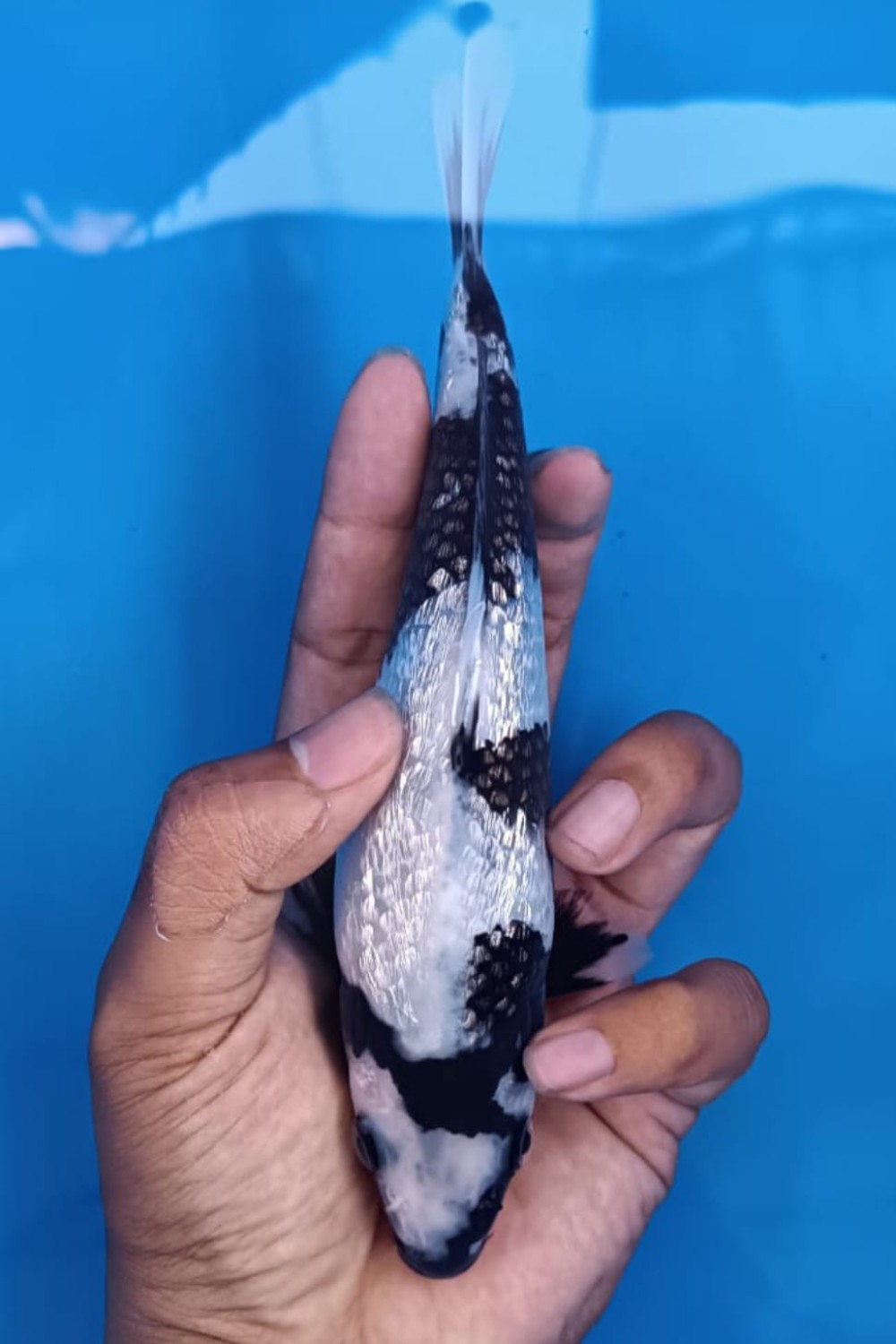 Best In Size C, 16 - 20 cm