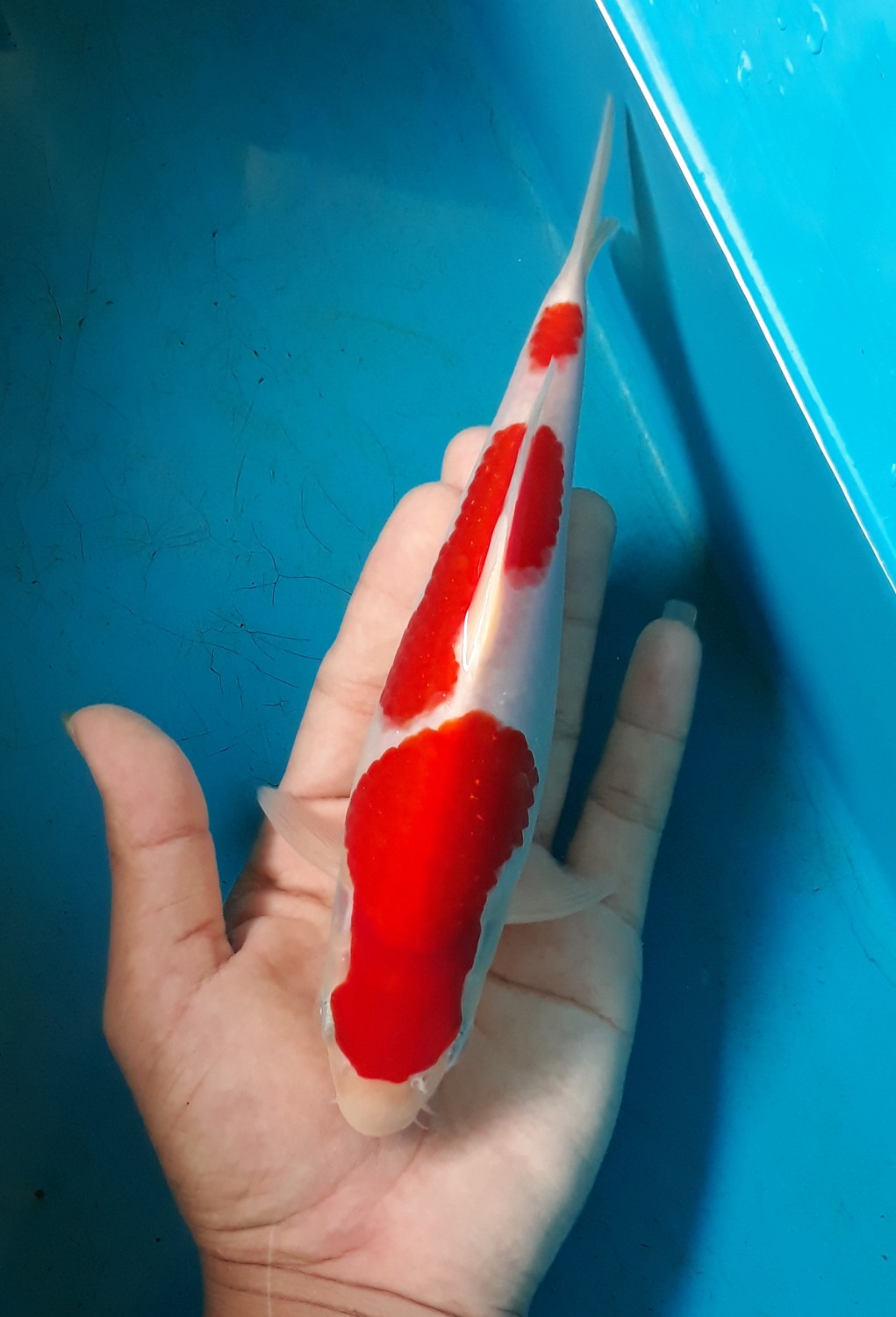Juara 1