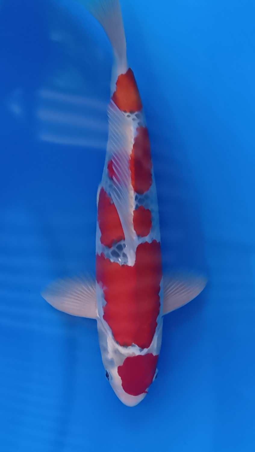 Juara 1