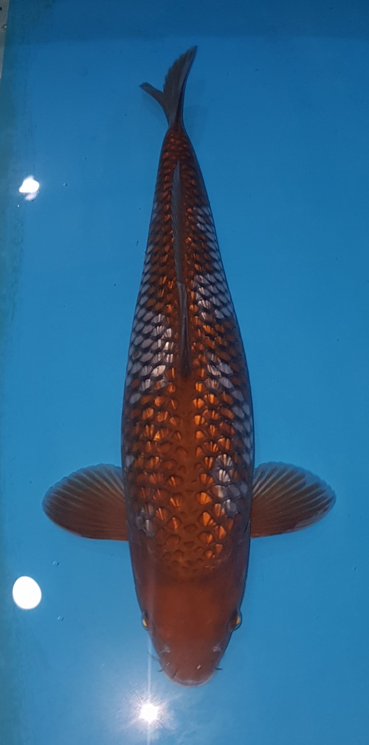 Juara 4