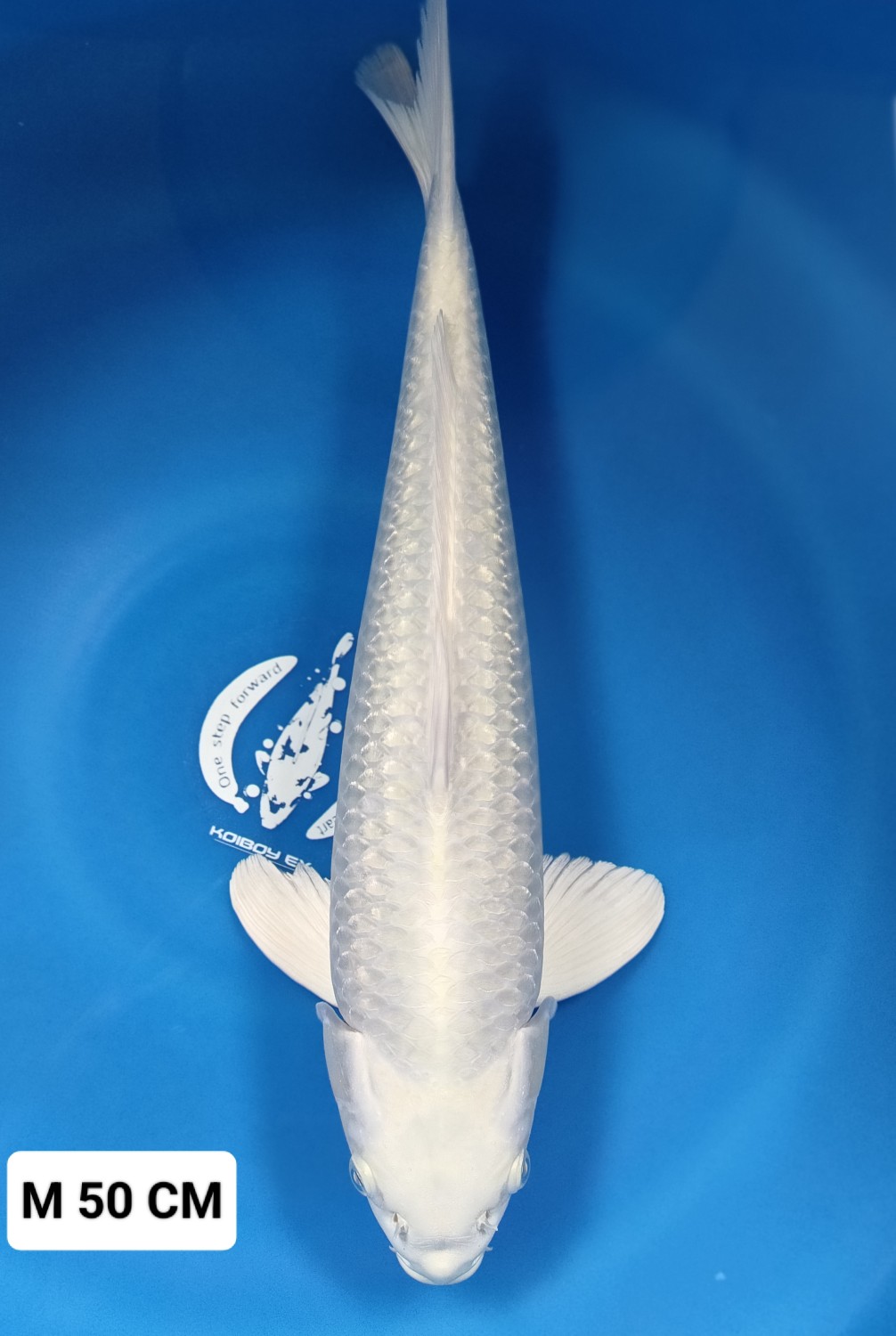 Juara 2
