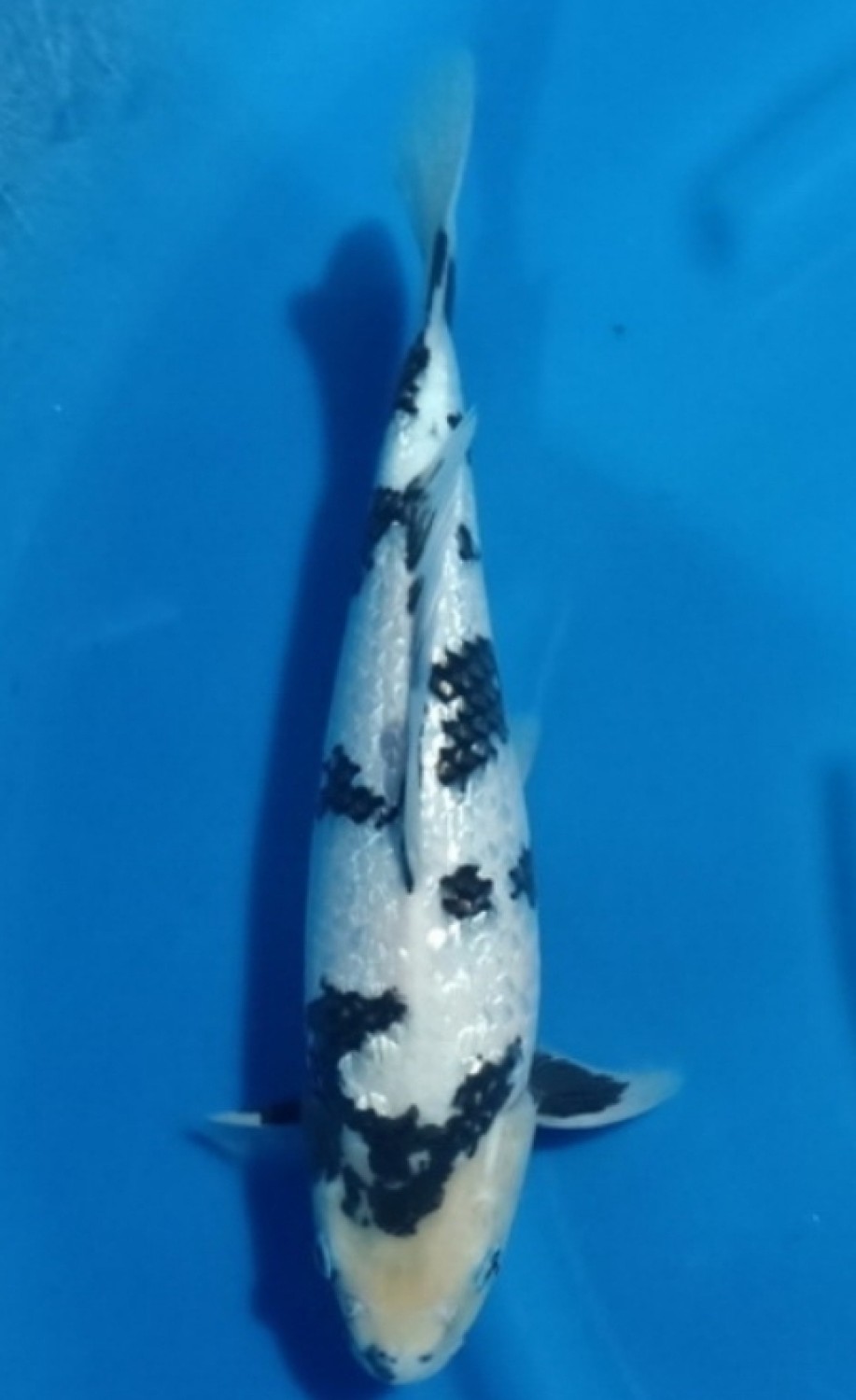 Juara 5