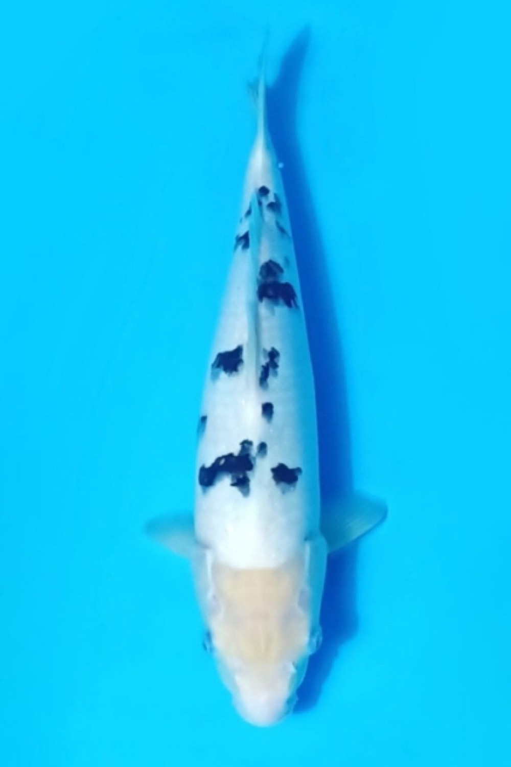 Juara 1