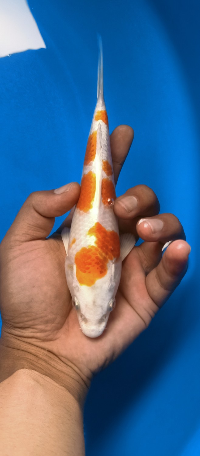 Juara 2