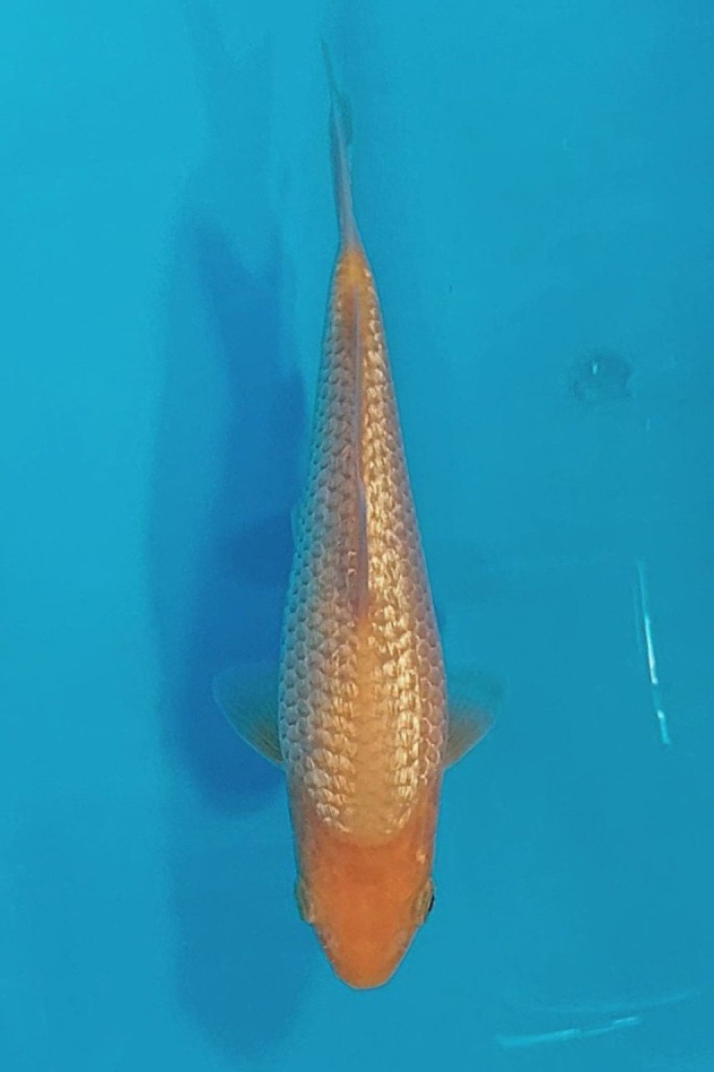 Juara 3