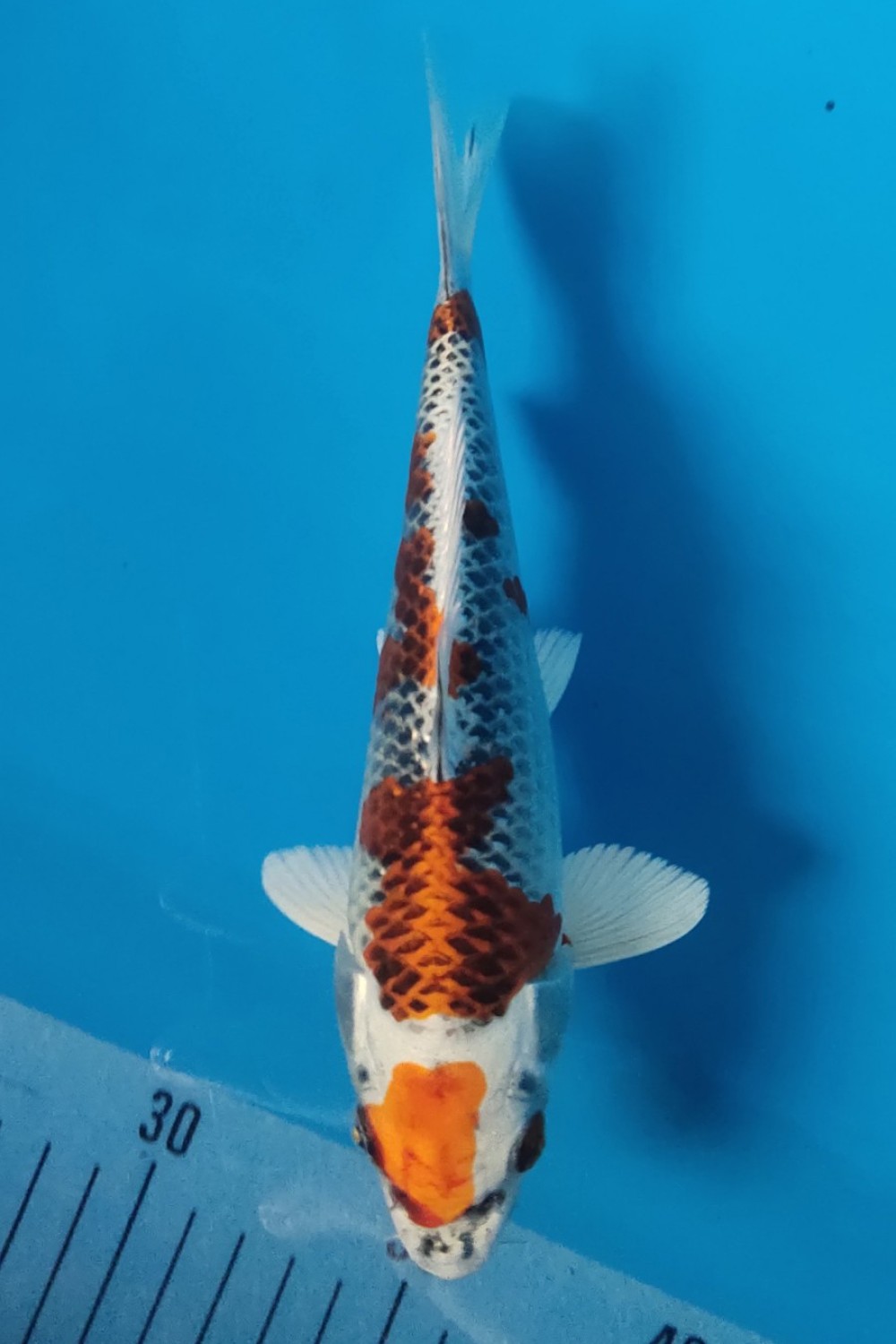 Juara 5