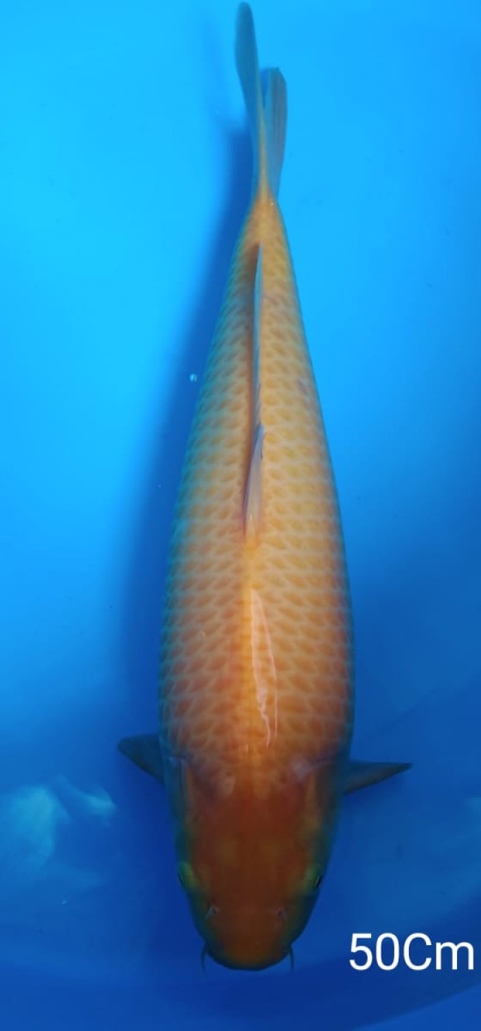 Juara 1