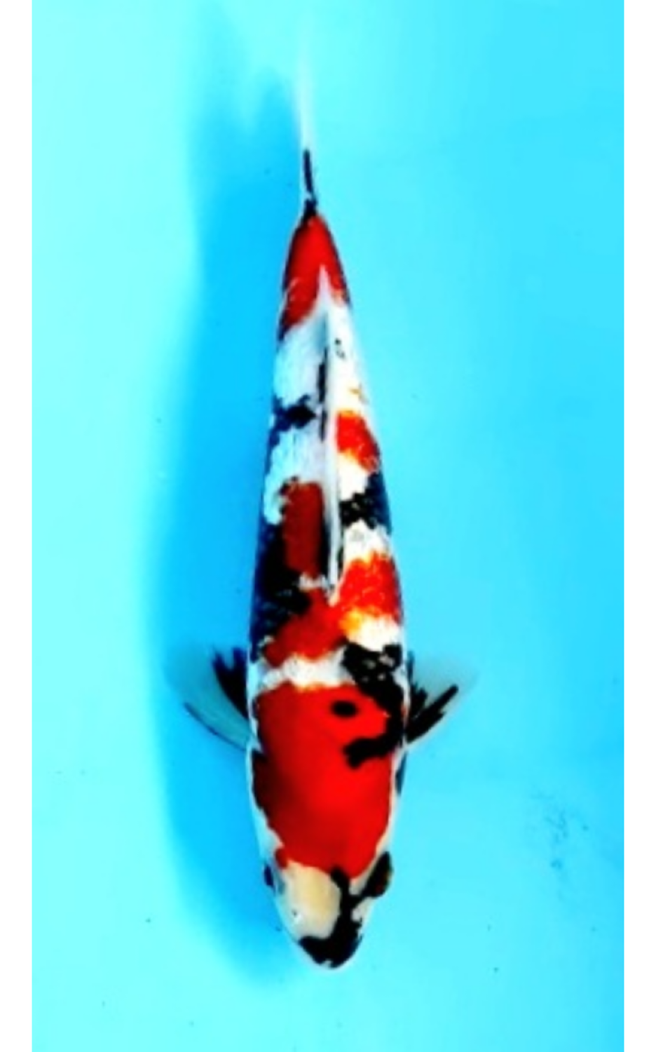 Juara 3
