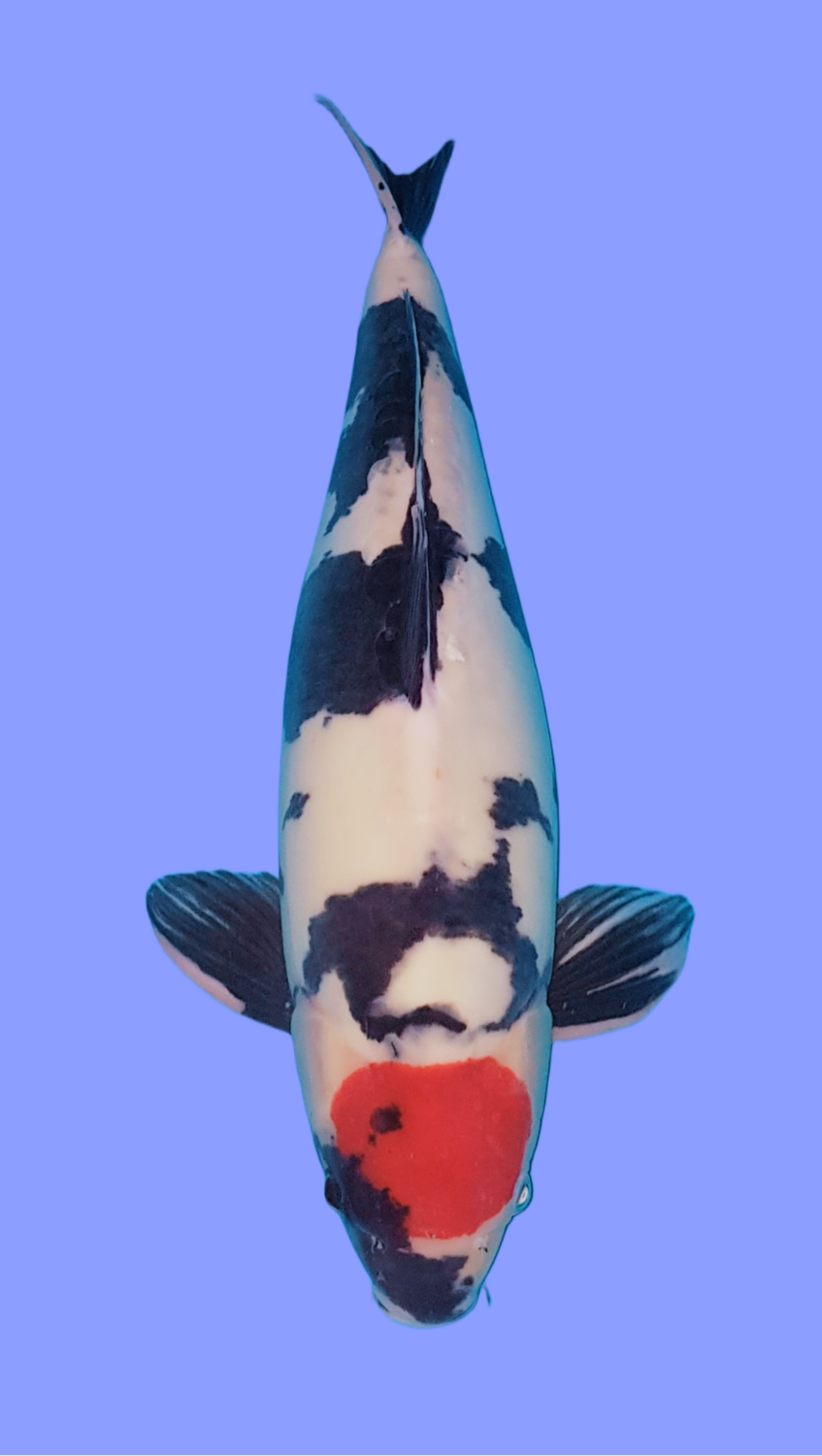 Juara 1