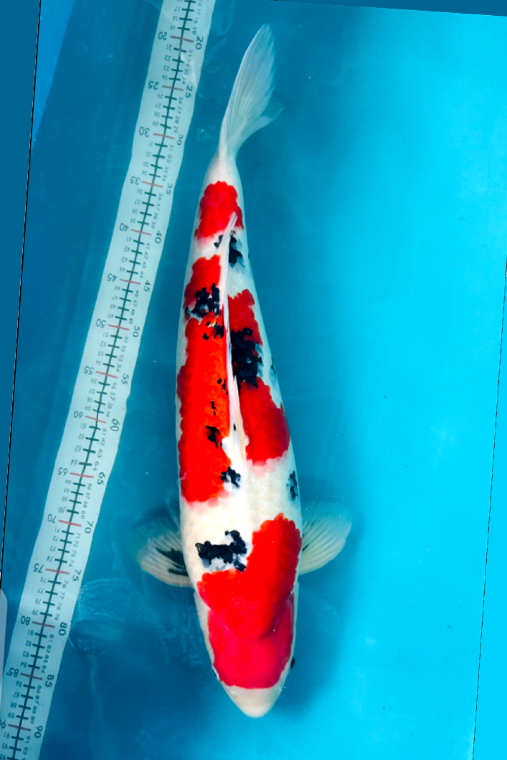 Best In Size A, 56 - 60 cm