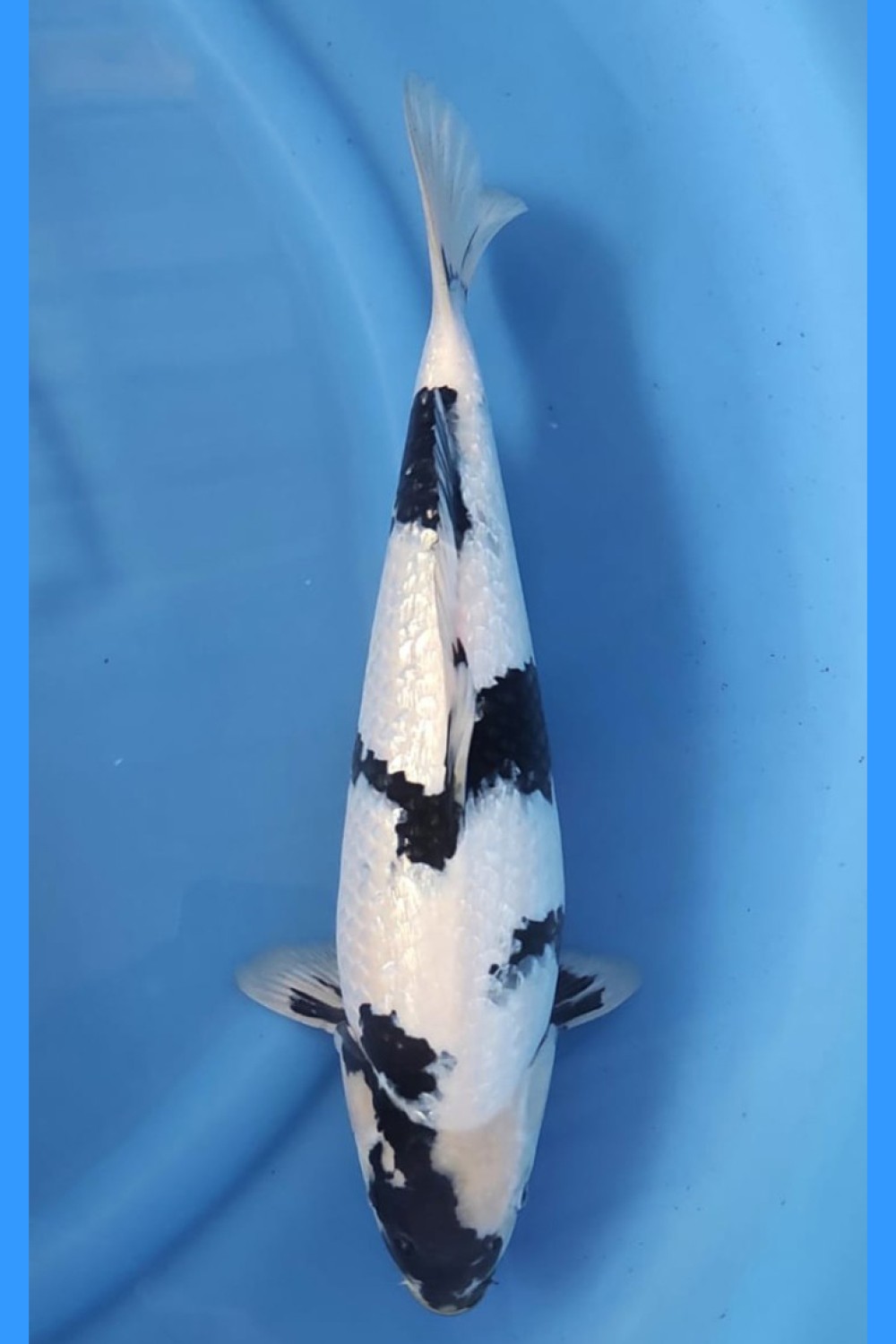 Best In Size C, 41 - 45 cm