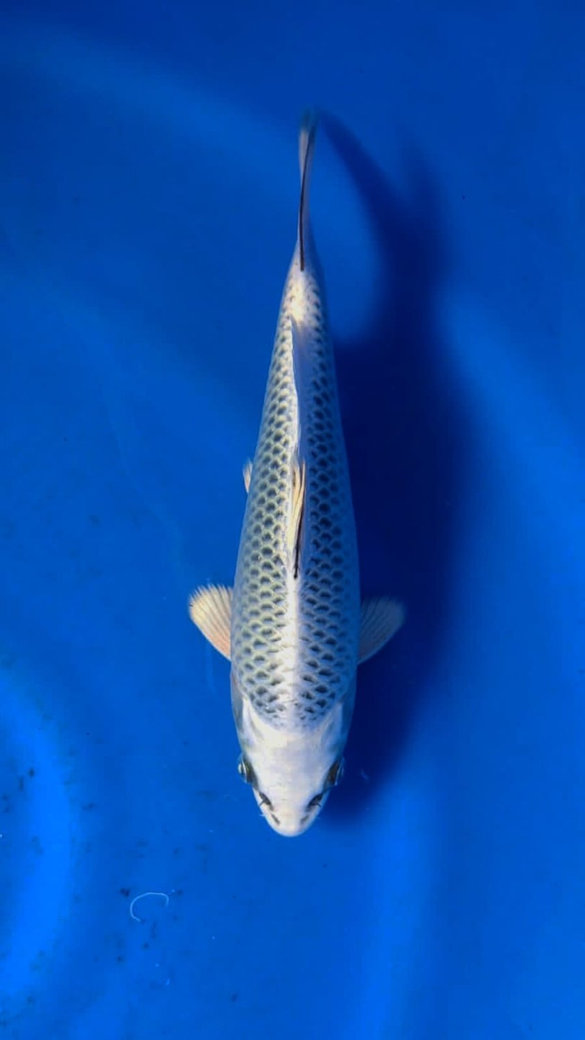 Juara 4