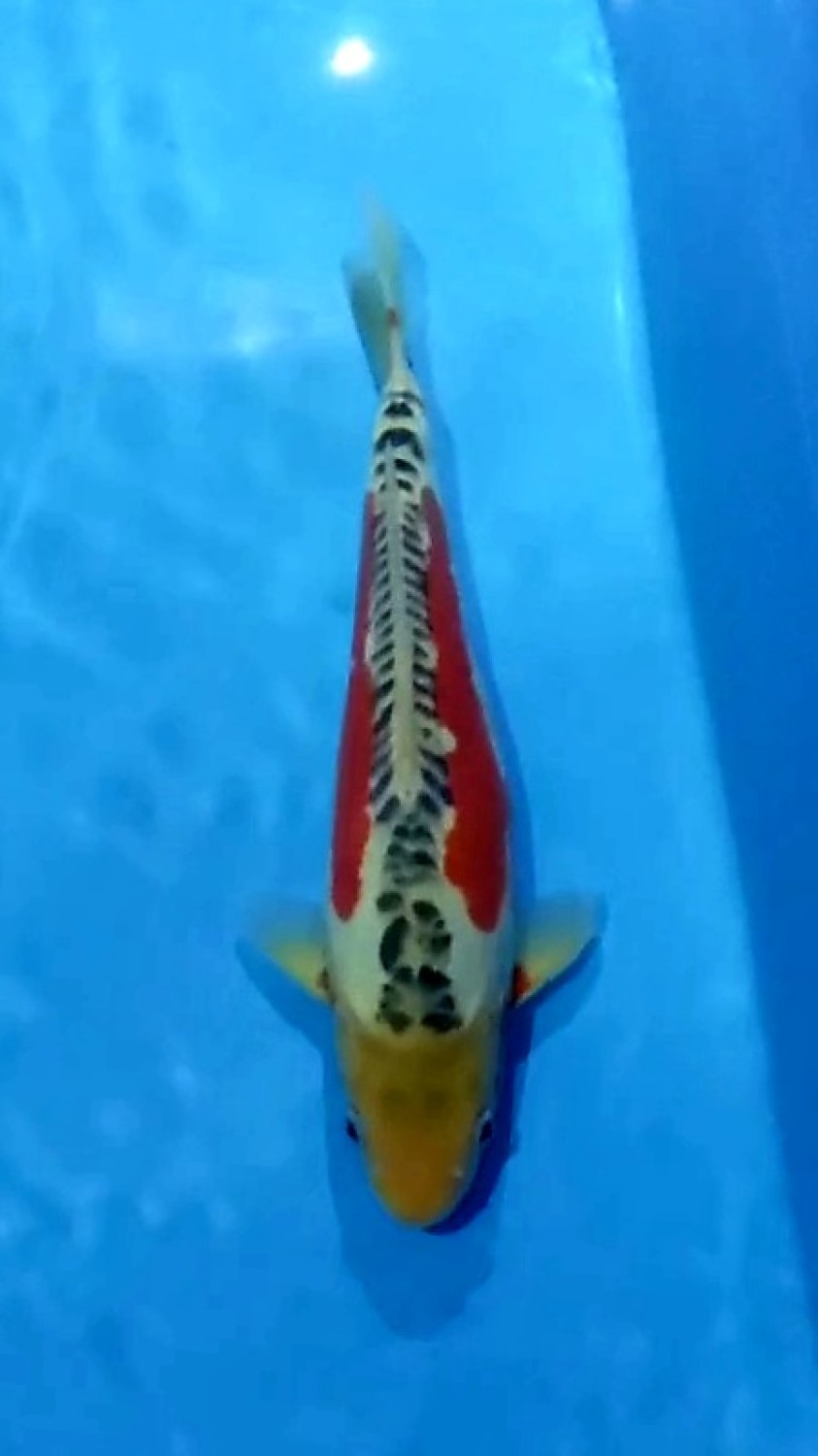 Juara 1