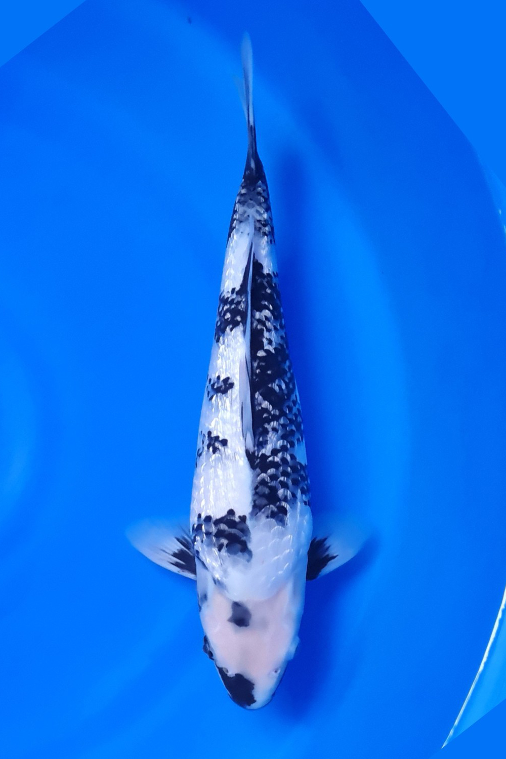 Best In Size C, 31 - 35 cm