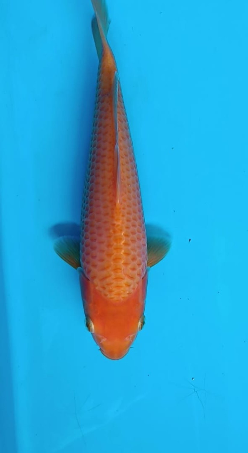 Juara 2