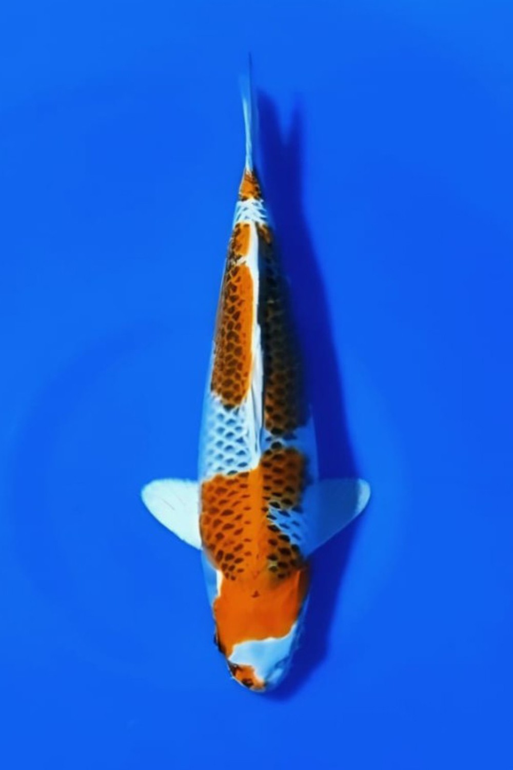 Juara 1