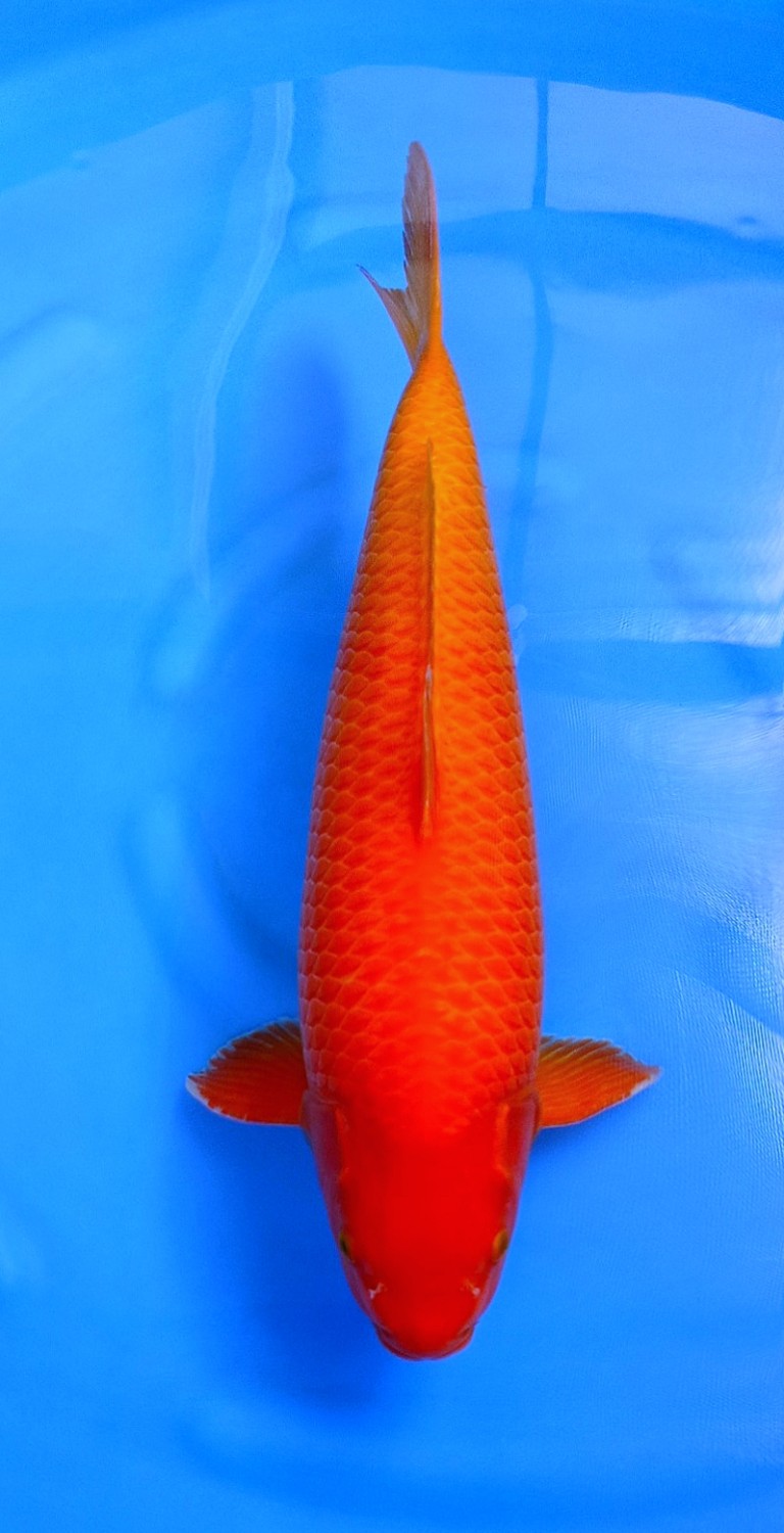 Juara 2