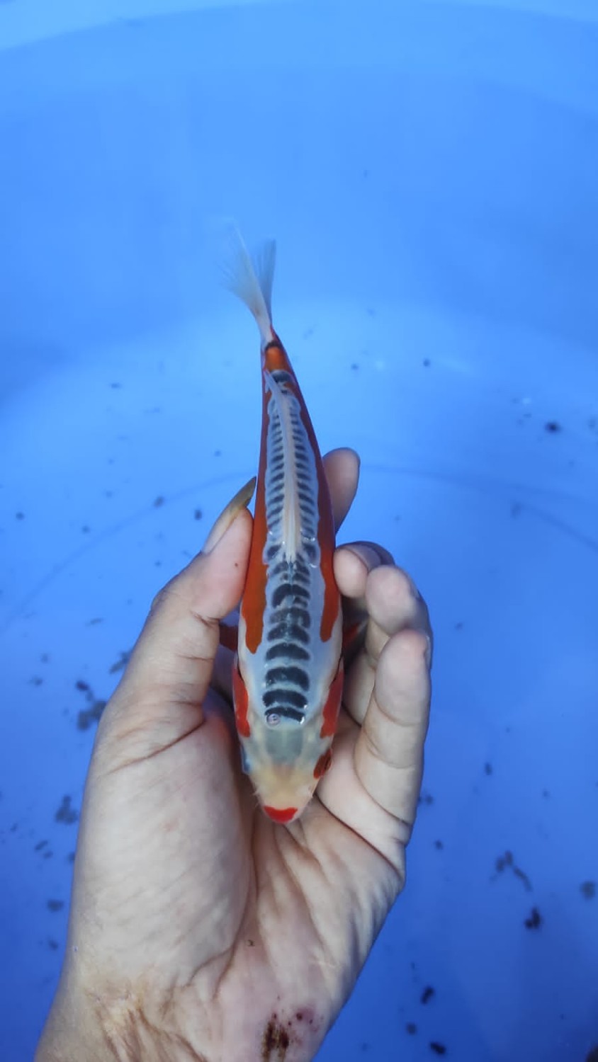 Best In Size D, 16 - 20 cm