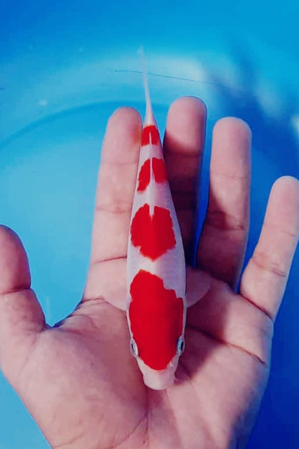 Juara 2