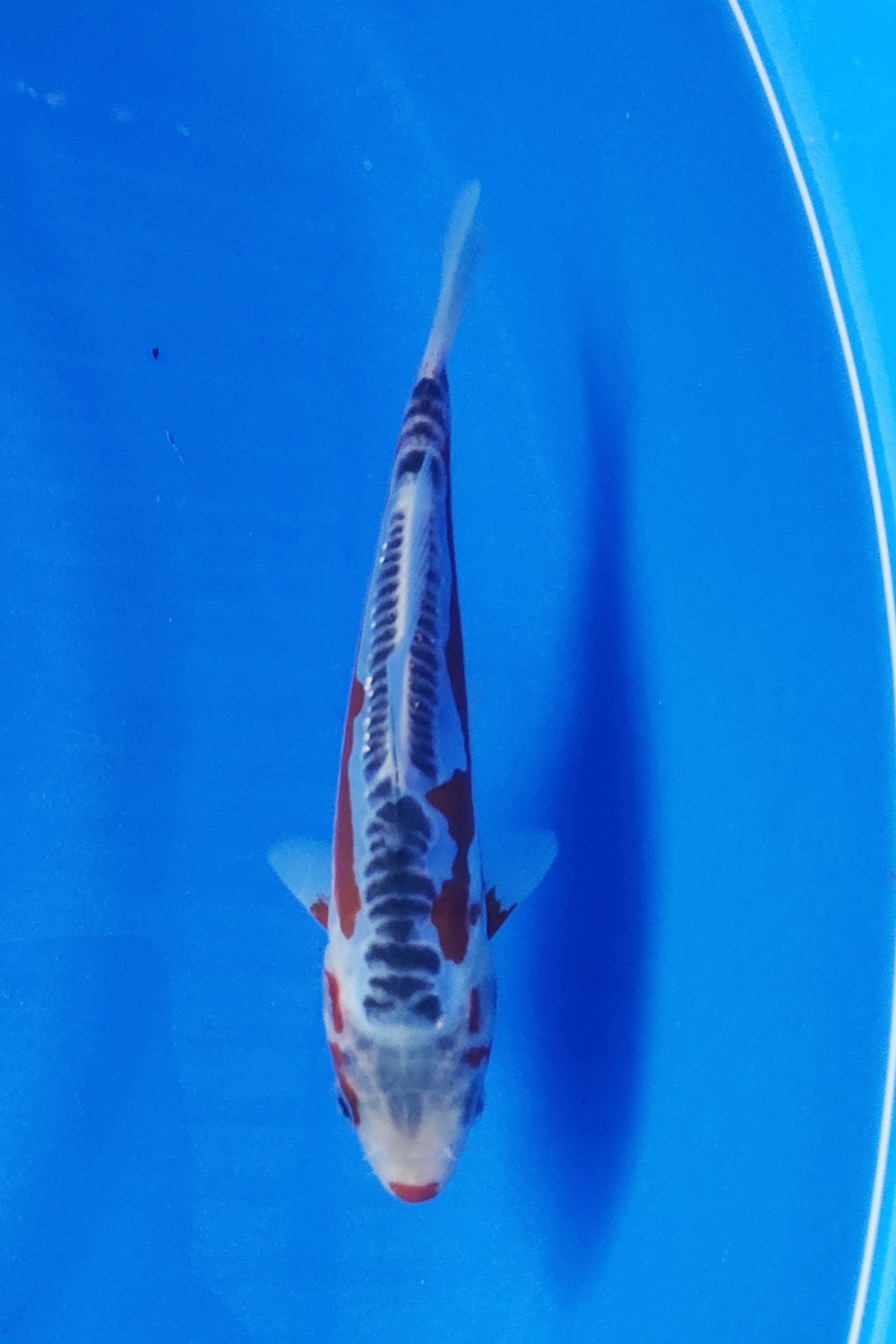 Juara 1