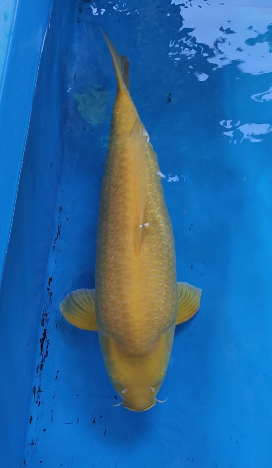 Best In Size E, 56 - 60 cm