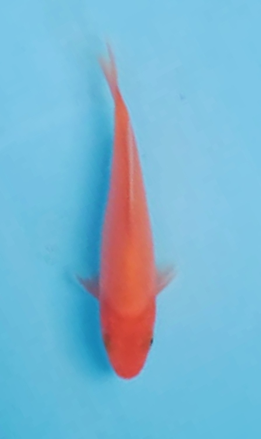 Juara 2