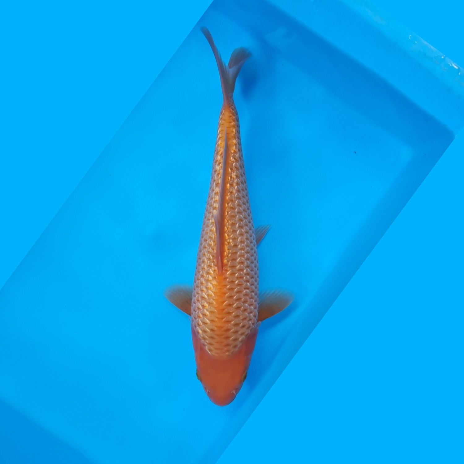 Best In Size E, 36 - 40 cm