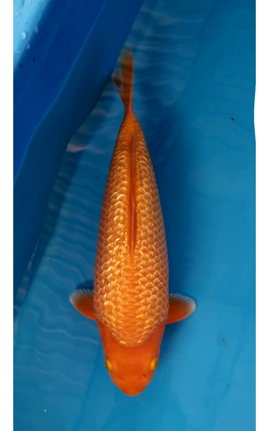 Juara 1