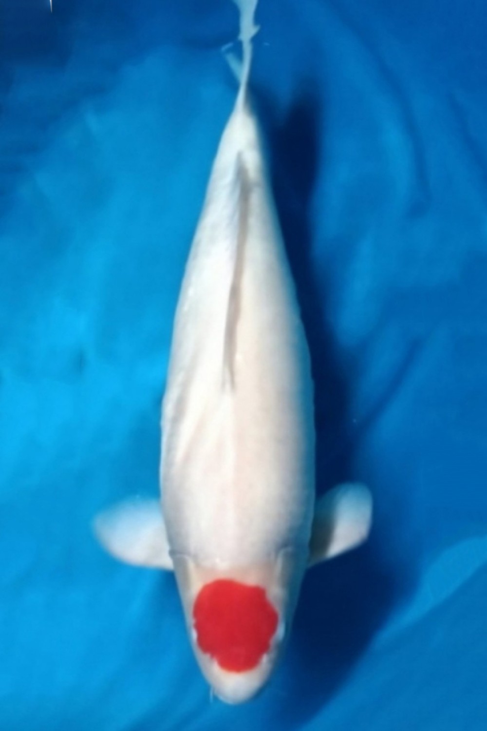Best In Size C, 56 - 60 cm