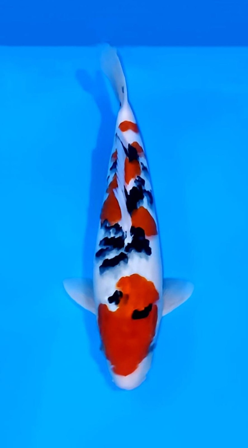Juara 2