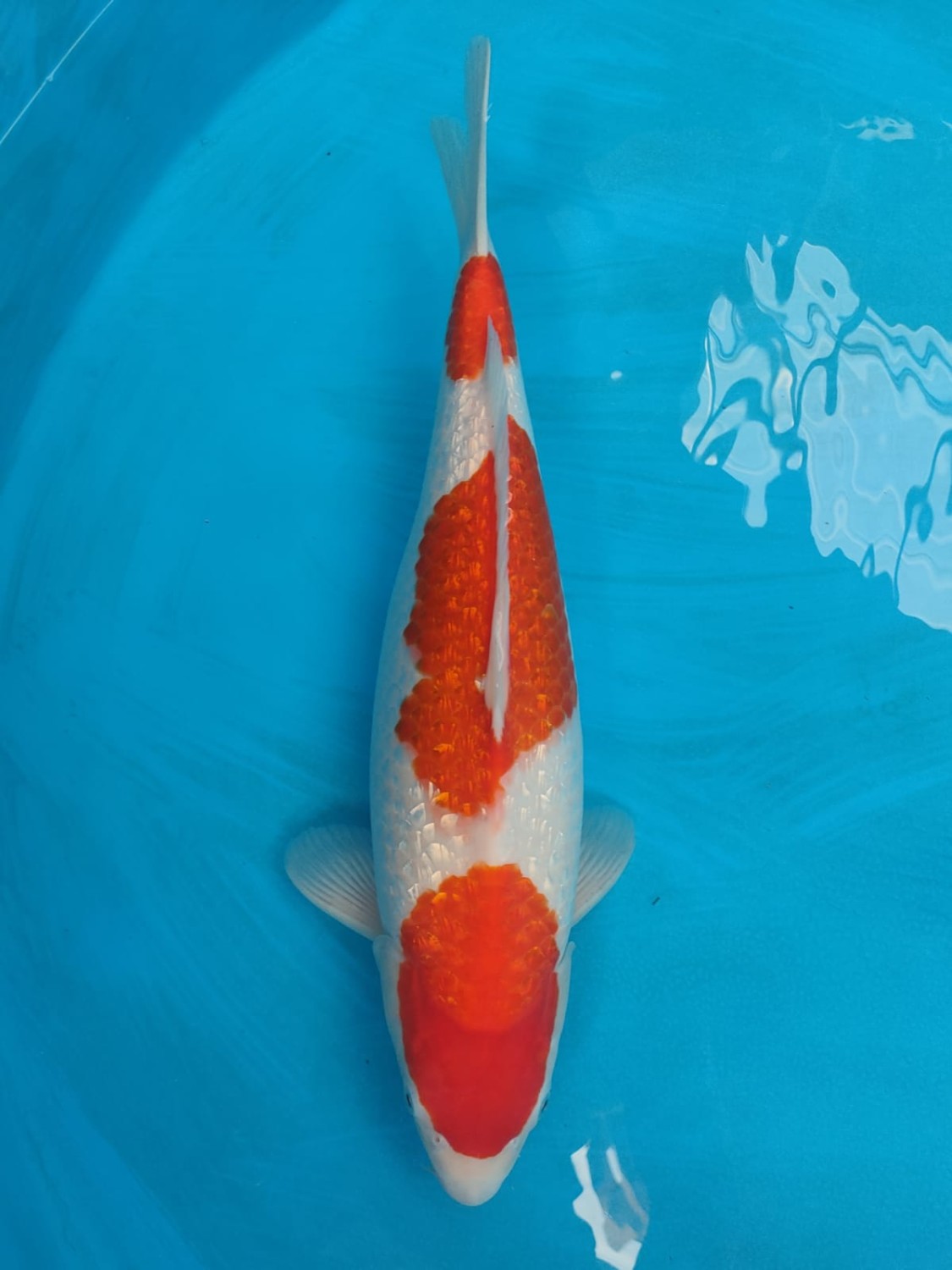 Juara 5