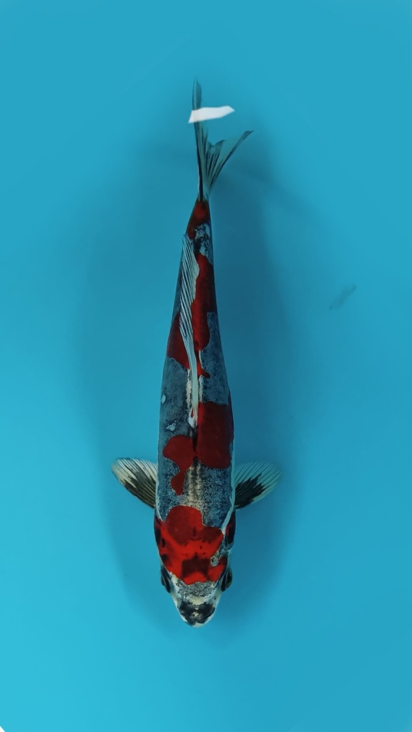 Juara 1