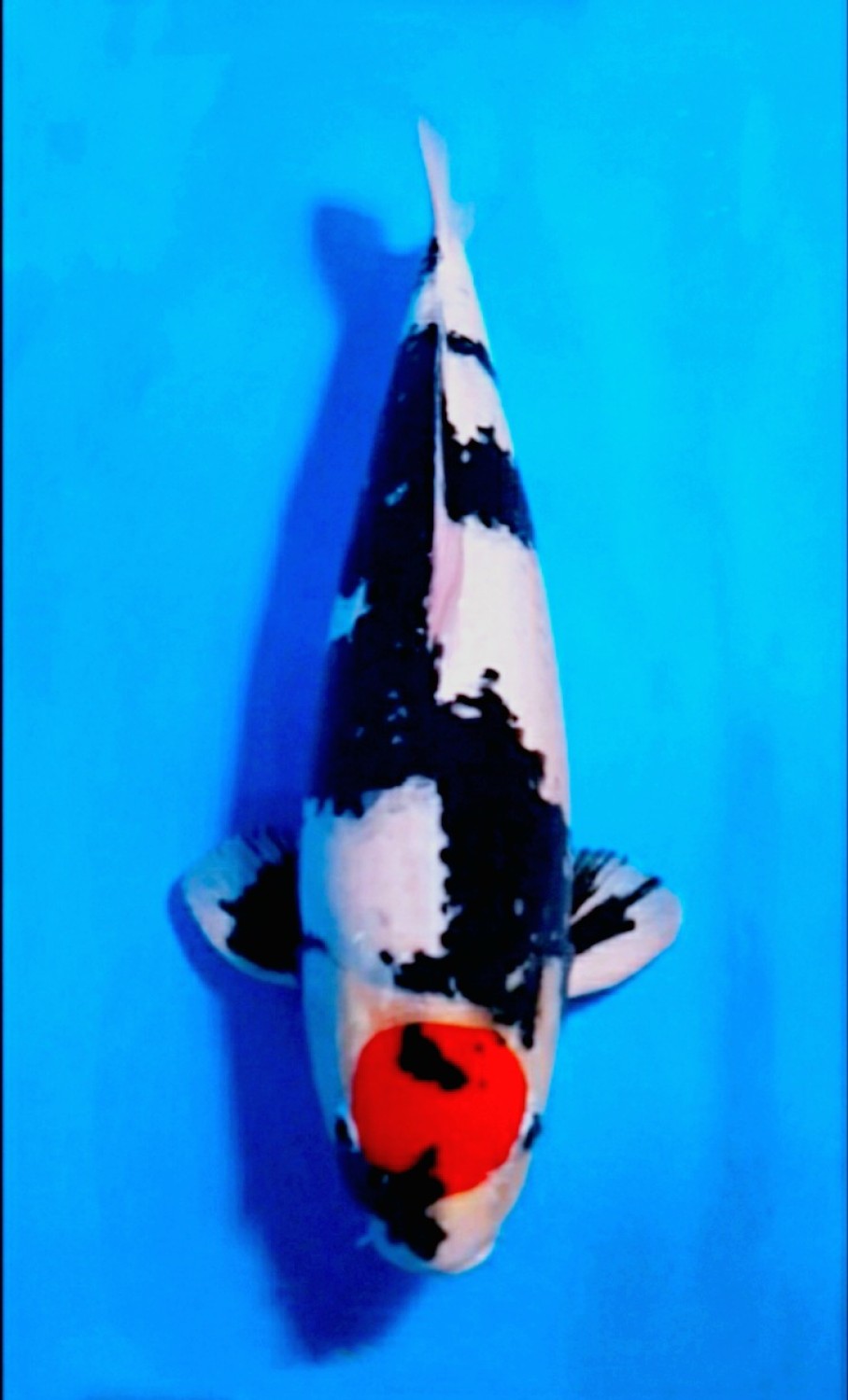 Juara 1