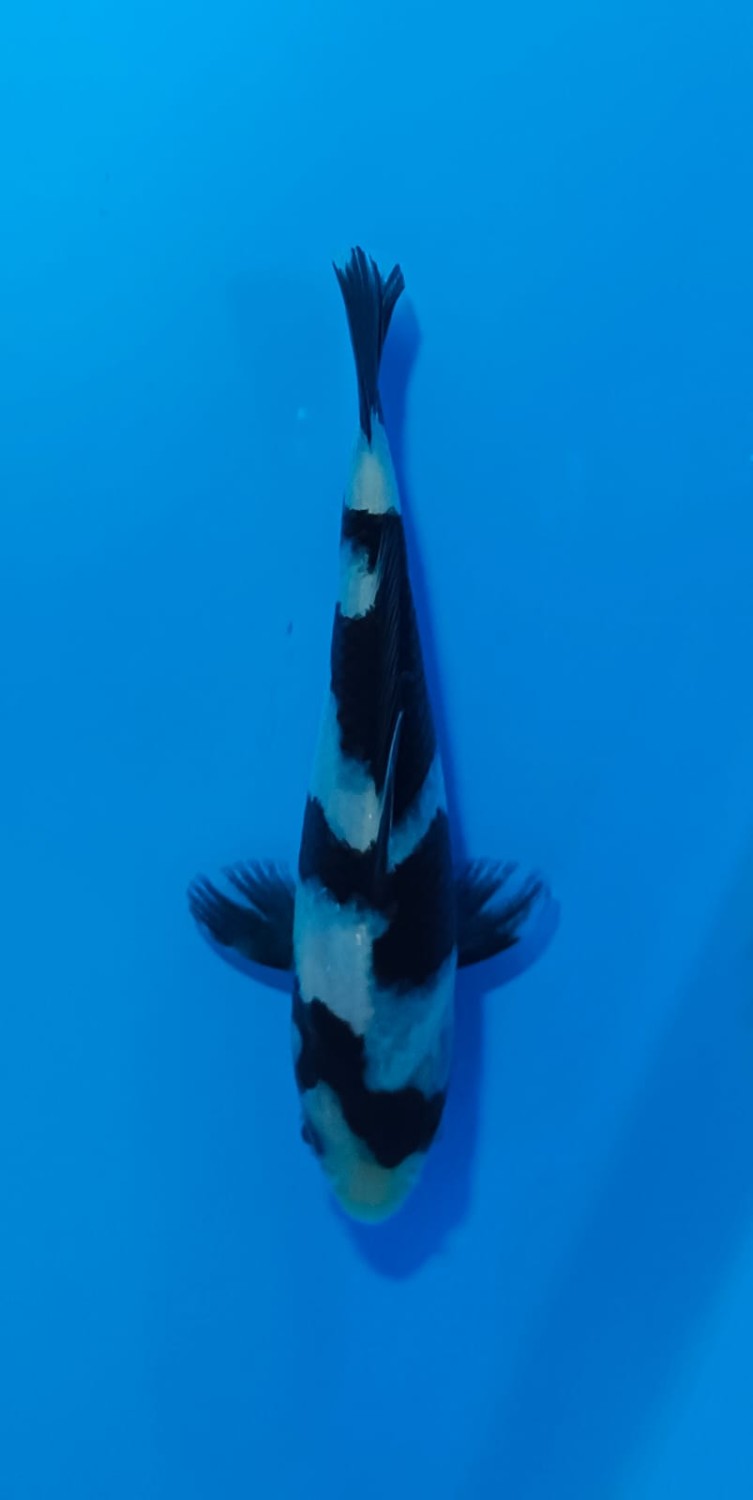 Juara 2