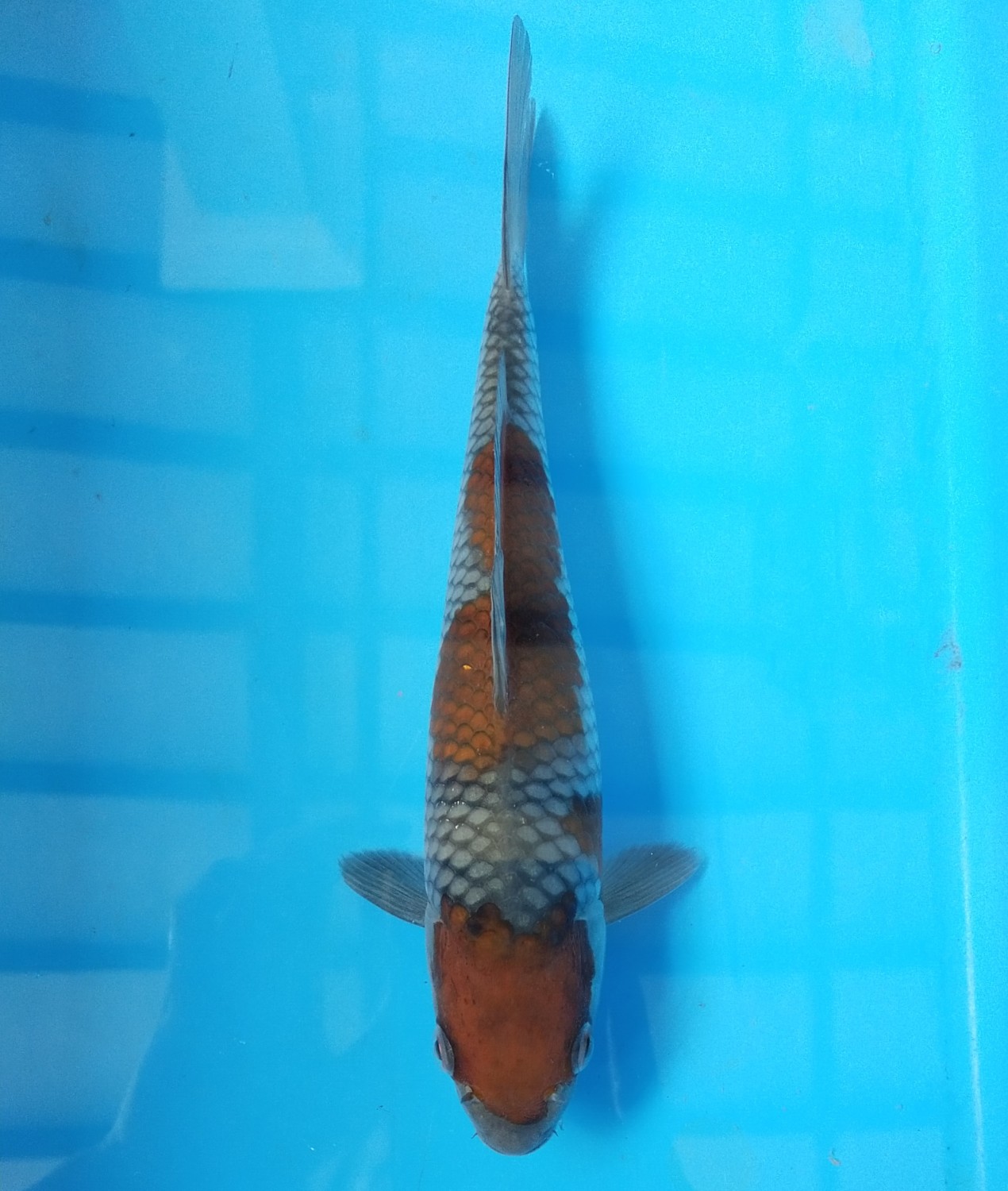 Juara 1