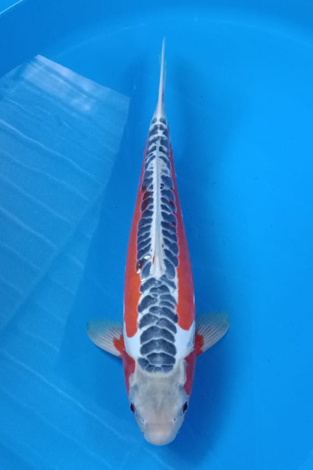 Juara 1