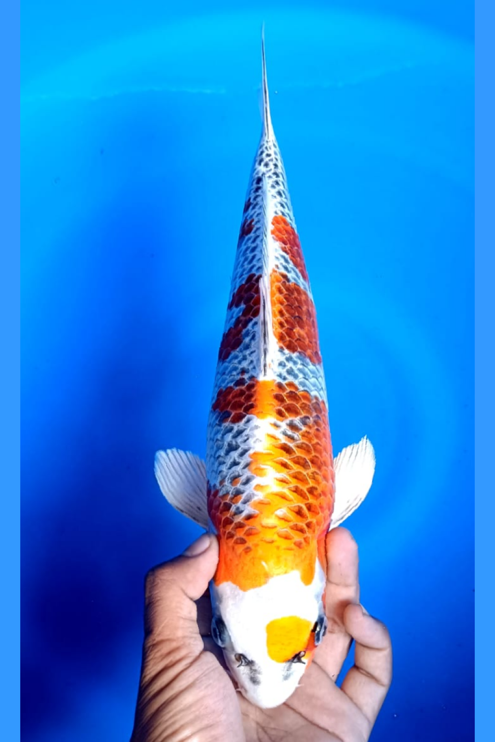Juara 4