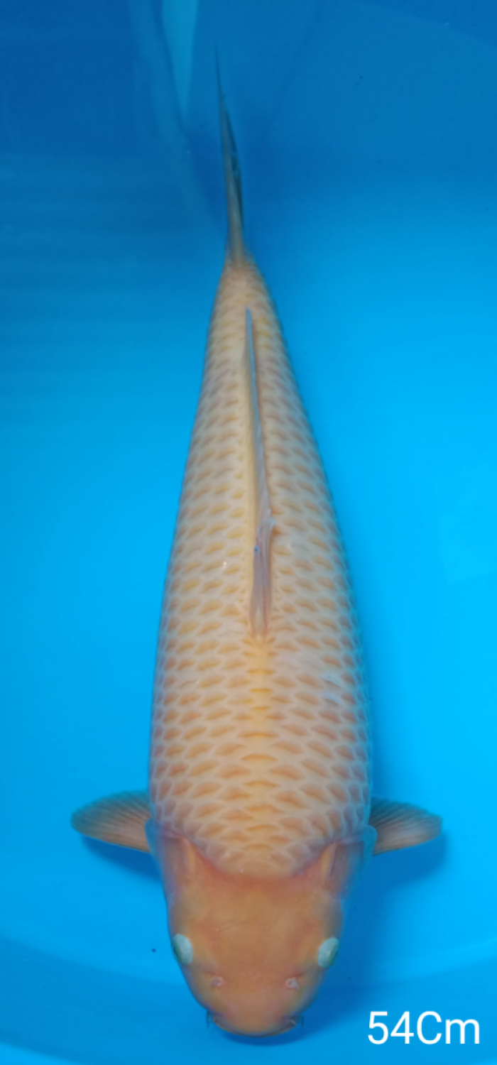 Juara 3