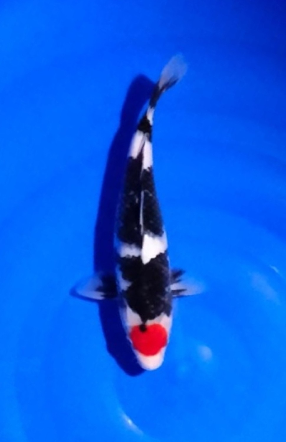 Juara 1