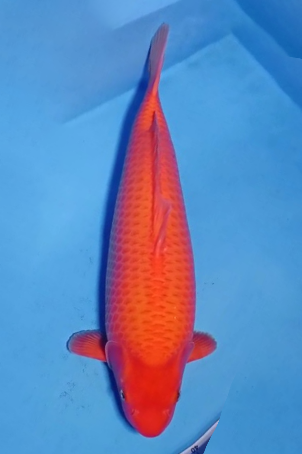 Juara 1